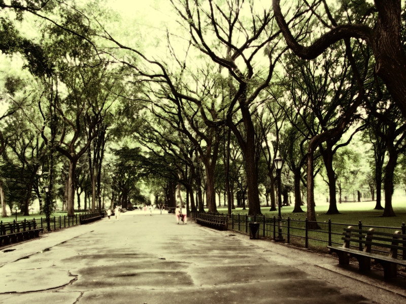 A  canopy of leaves covers the poet's walk in Central Park.