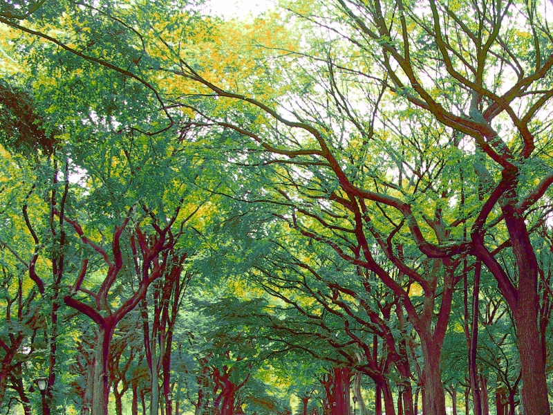 A  canopy of leaves covers the poet's walk in Central Park.