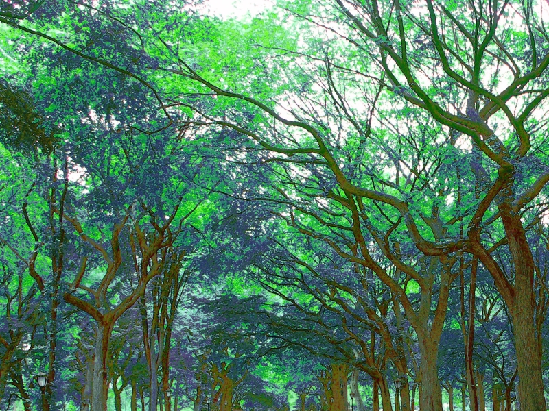 A  canopy of leaves covers the poet's walk in Central Park.