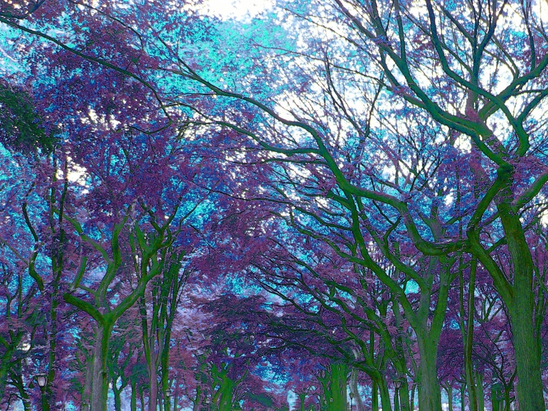 A  canopy of leaves covers the poet's walk in Central Park.