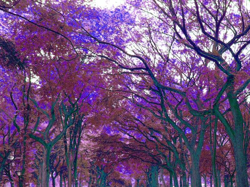 A  canopy of leaves covers the poet's walk in Central Park.