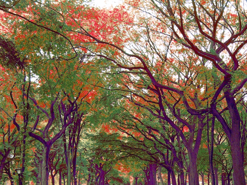 A  canopy of leaves covers the poet's walk in Central Park.